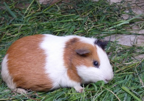 三亿体育手机版