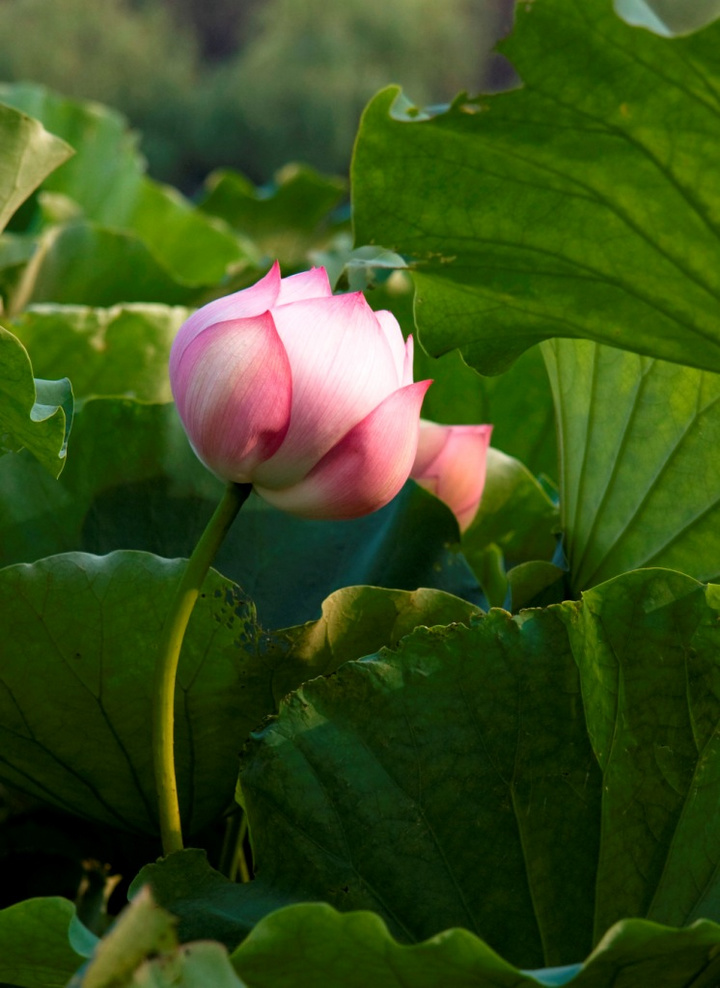 高校联赛DOTA2总决赛25日将在于广州大学城举行|三亿体育手机版(图1) 三亿体育