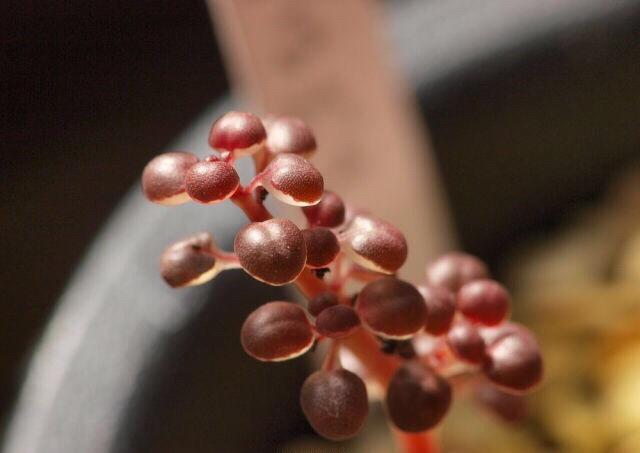 【三亿体育手机版】虎牙重制版邀请赛6点开战 TeD钦定的男人会放嘲讽吗?(图3) 三亿体育手机版