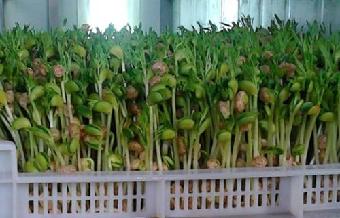 官方称《高达铁血》结局是百合结婚网友吐槽太疯狂_三亿体育手机版(图2) 三亿体育